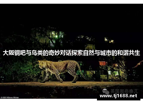 大阪钢吧与鸟类的奇妙对话探索自然与城市的和谐共生